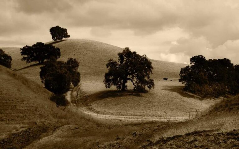 Tisane pureté avis sur cette detox